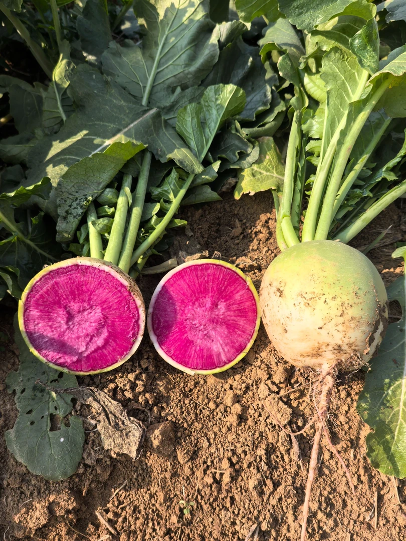 正宗绿皮红心心里美水果萝卜脆甜多汁可生吃