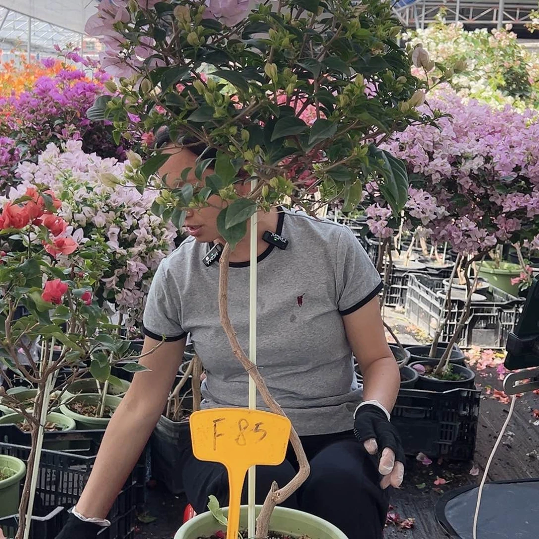 晚***停大部分花苞少量开放F85