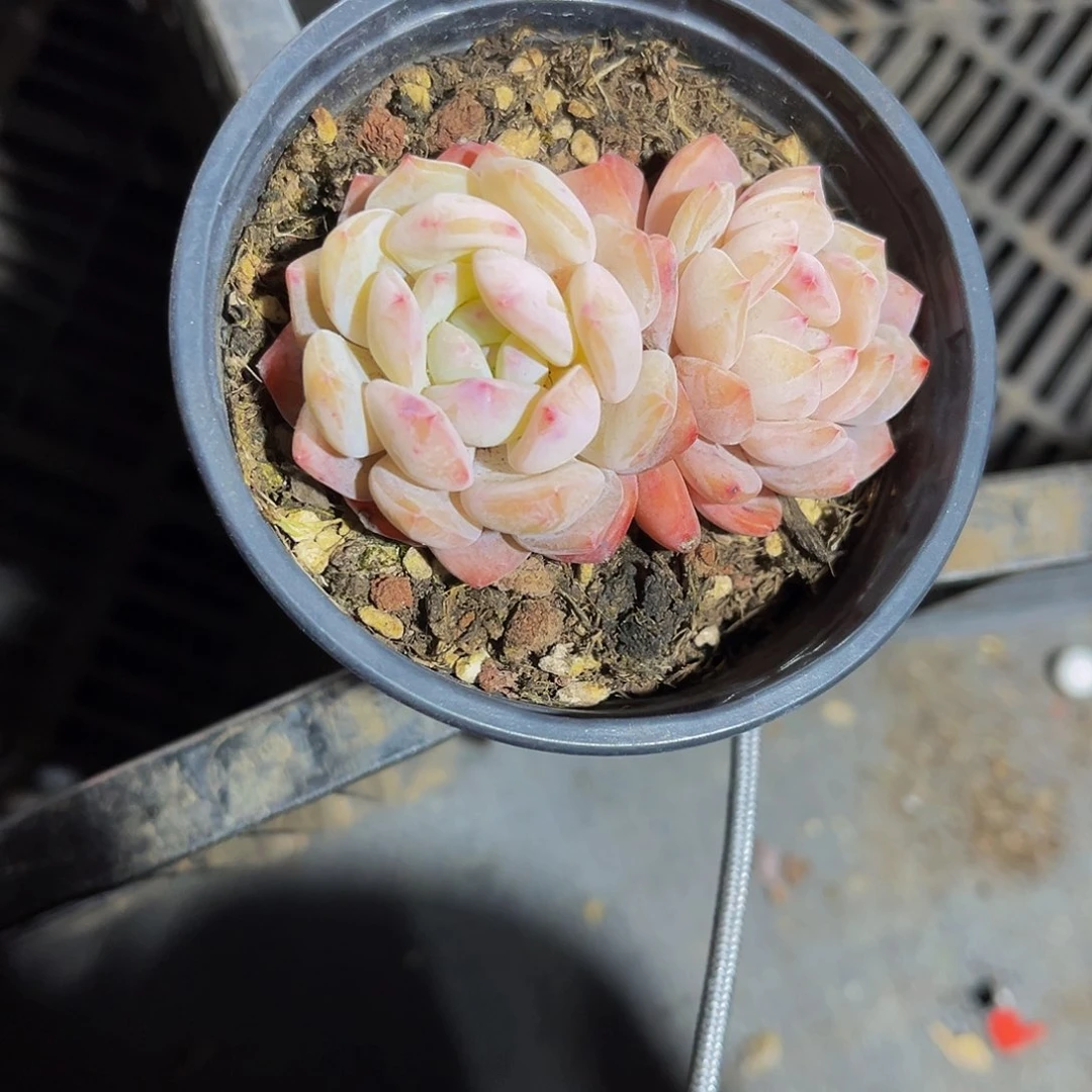 白**茶小橙子多肉5.8