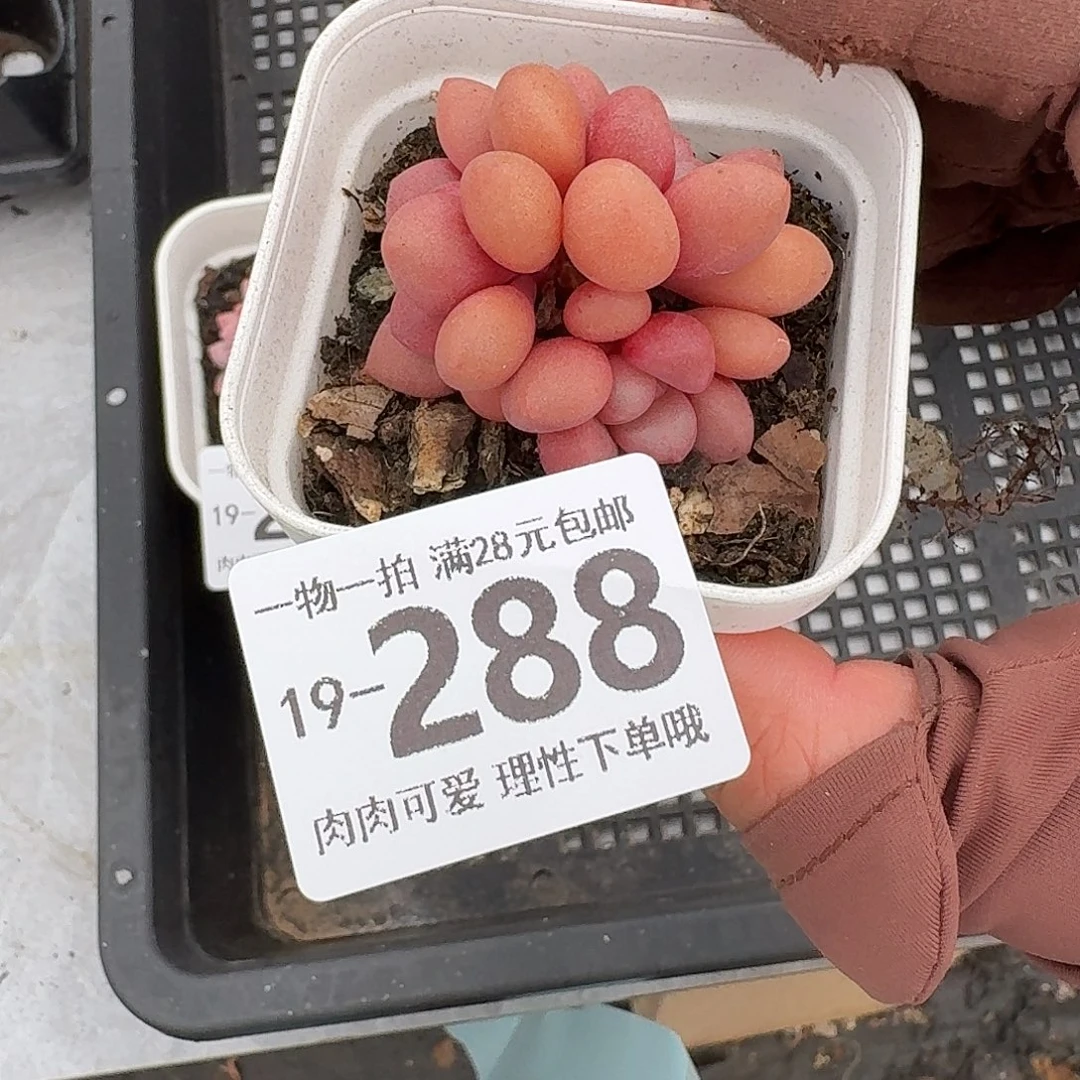 先锋派无盆土发货