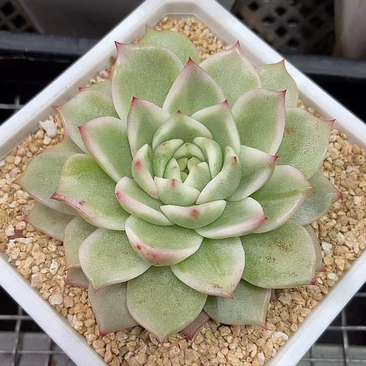 麦秆锦多肉植物的