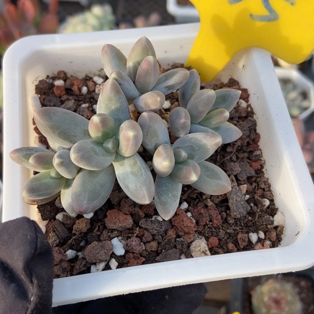 935乌拉奶多肉植物