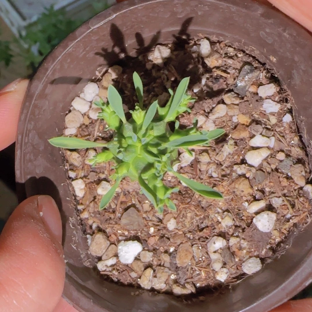 梦***点块根植物块根植物