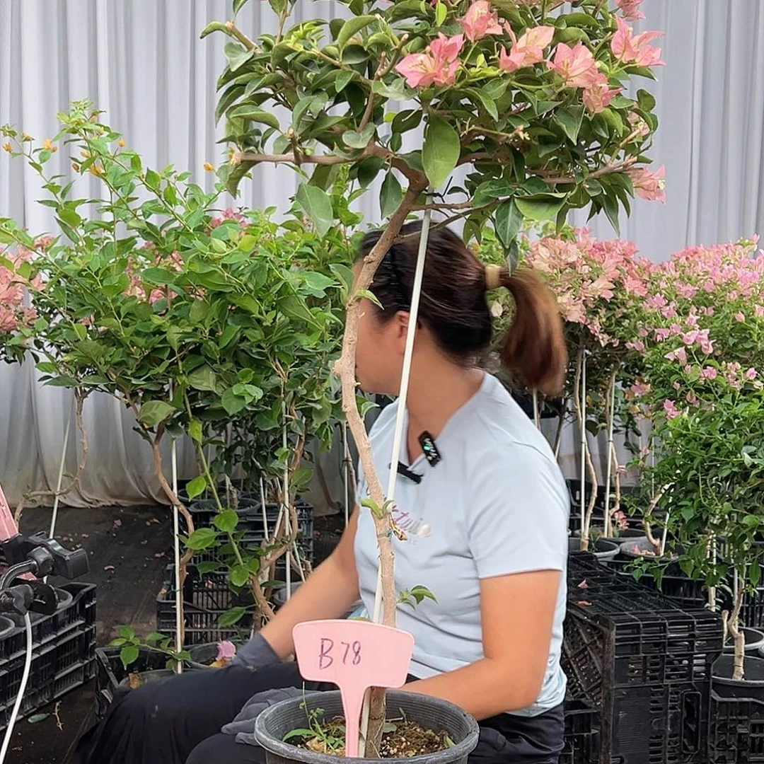 艺***源当前无花栽培后可以开花B78卡亚塔