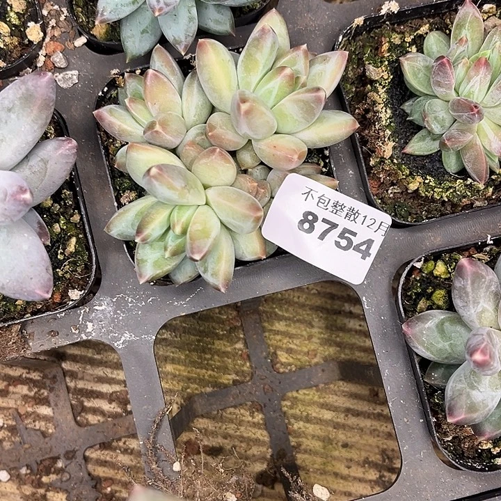 是***呀阿雅园艺。        8754