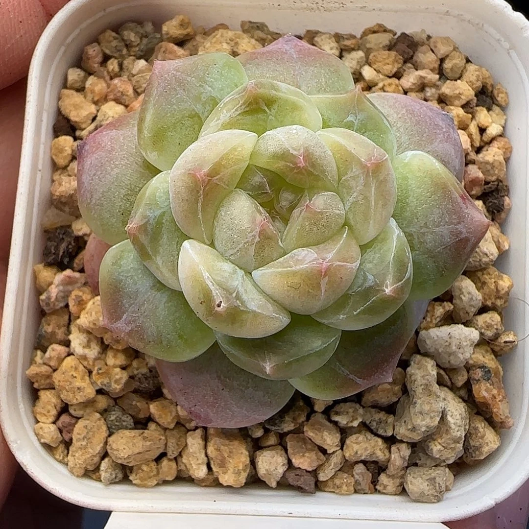 【满29包邮非偏远】394