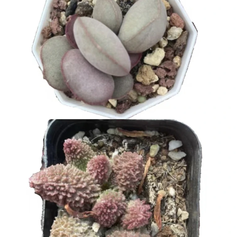 水泡多肉组合红蛋水泡朱子玉水泡龟甲龙多肉盆栽多肉植物