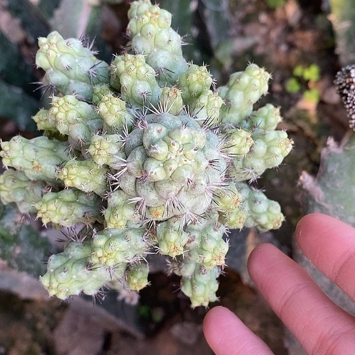 三角接大尤帝王丸群