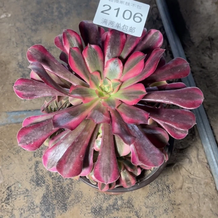 2106美杜莎的的多肉