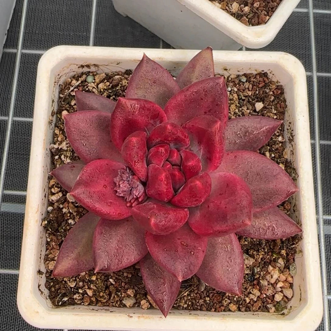 从前慢花园精选多肉迷雾泡泡