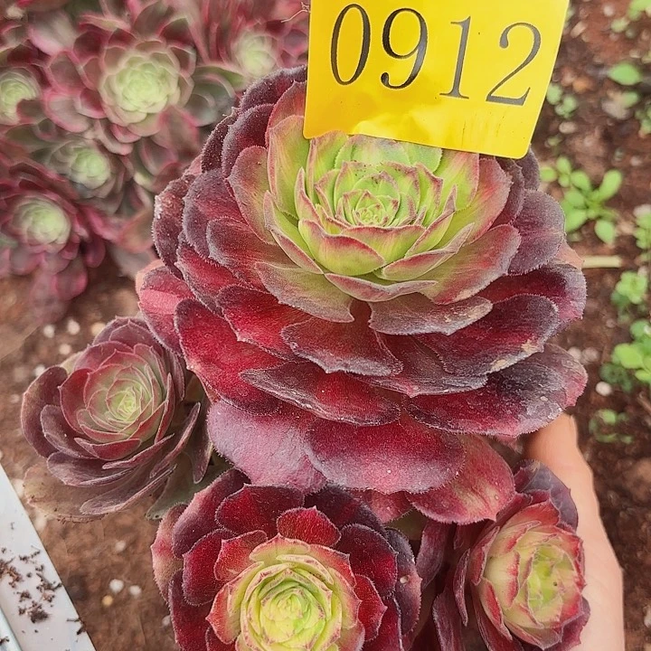 多肉植物福利0912