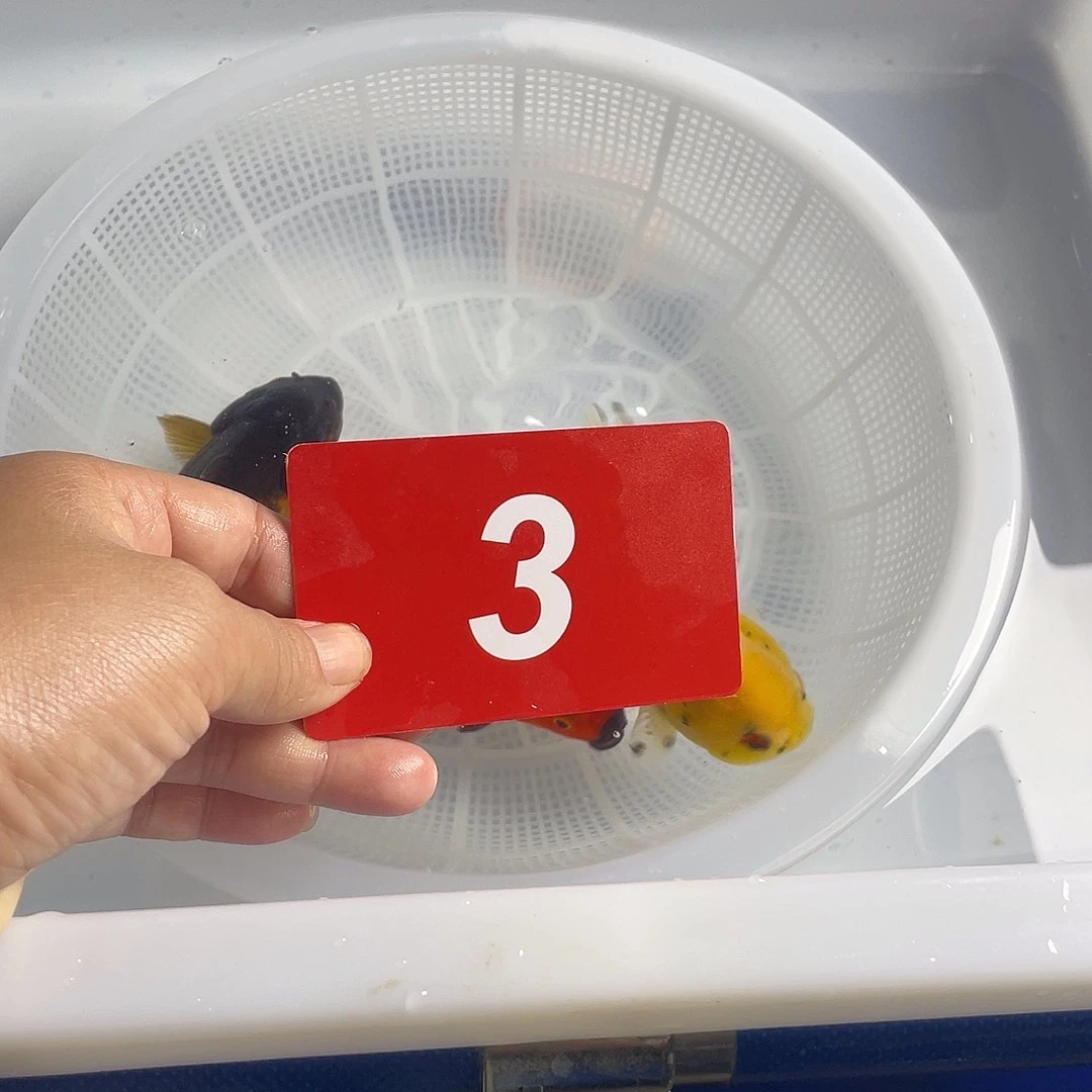 红虎头鱼冷水活体鱼