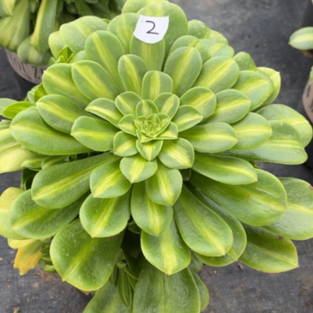 【闪购商品】2翡翠琉璃多肉法师