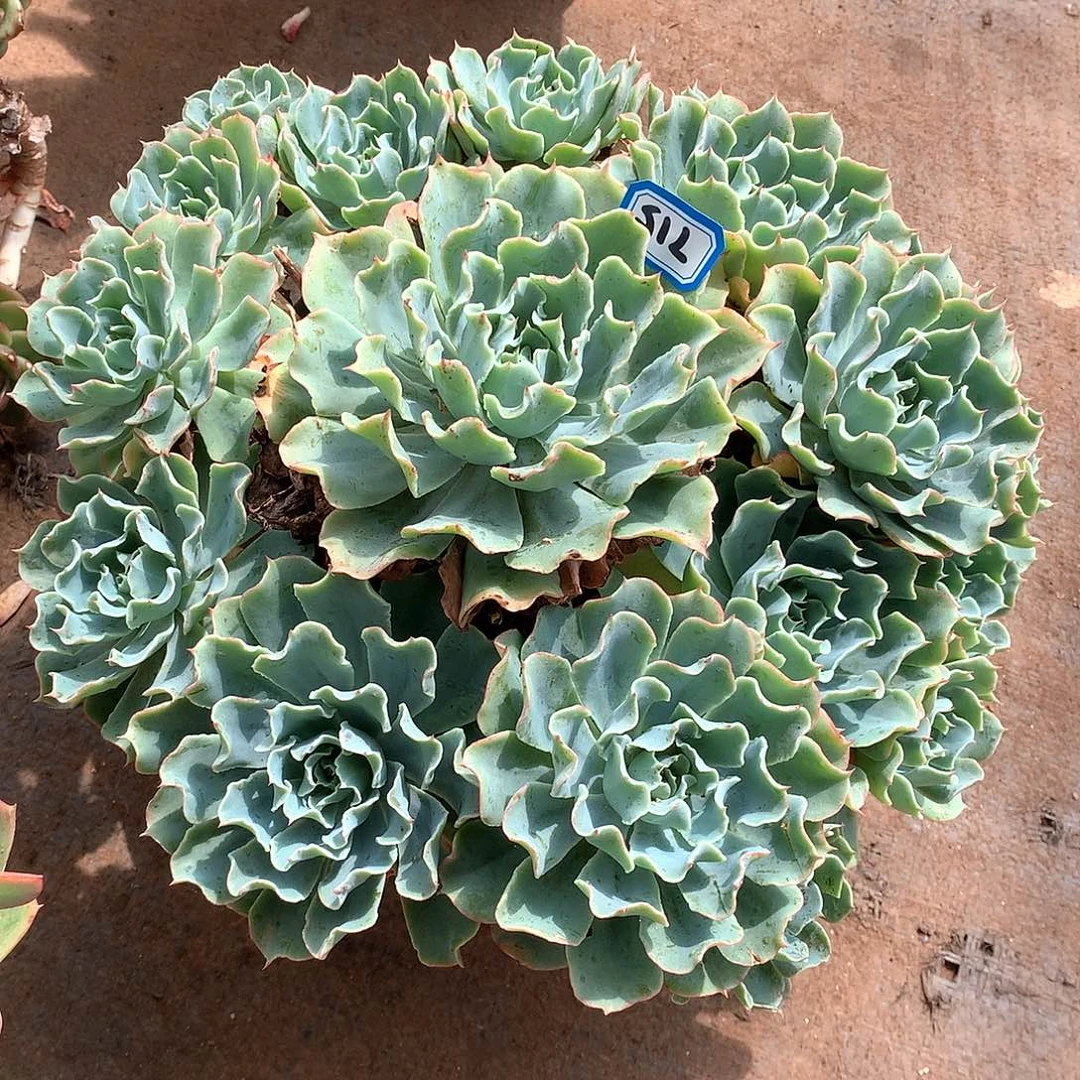 715海啸 一物一拍多肉