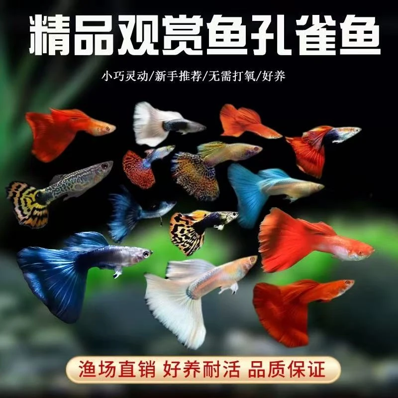 精品全家福公母搭对10个品种热带淡水胎生观赏小型鱼自来水
