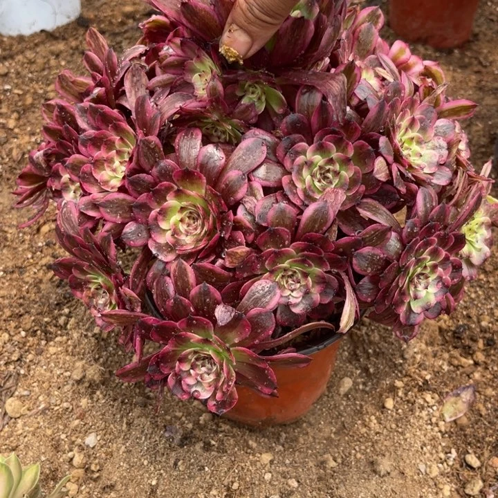 菲***儿6-30-4粉体白月光寄养