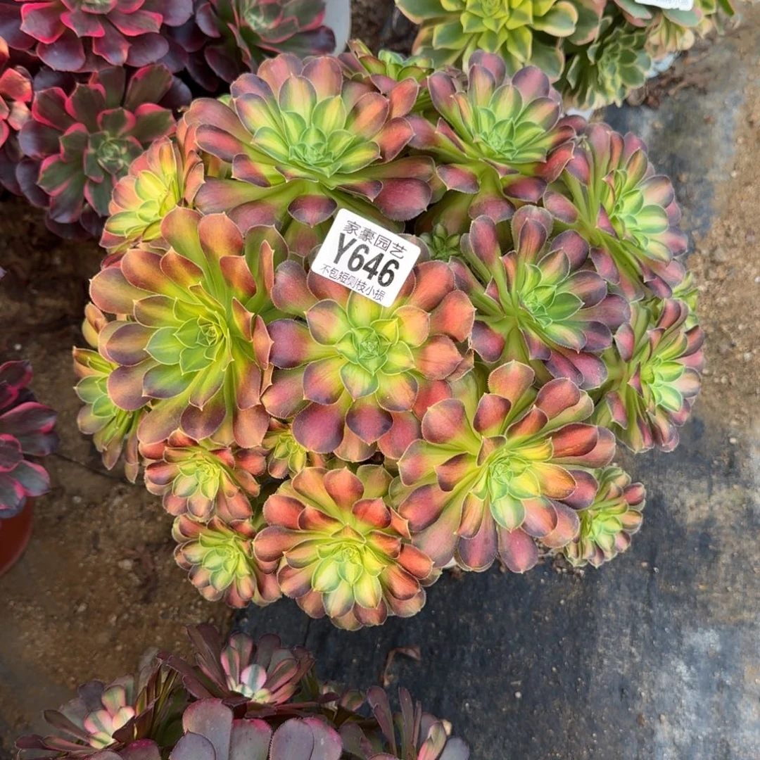 646韶华官服30左右2