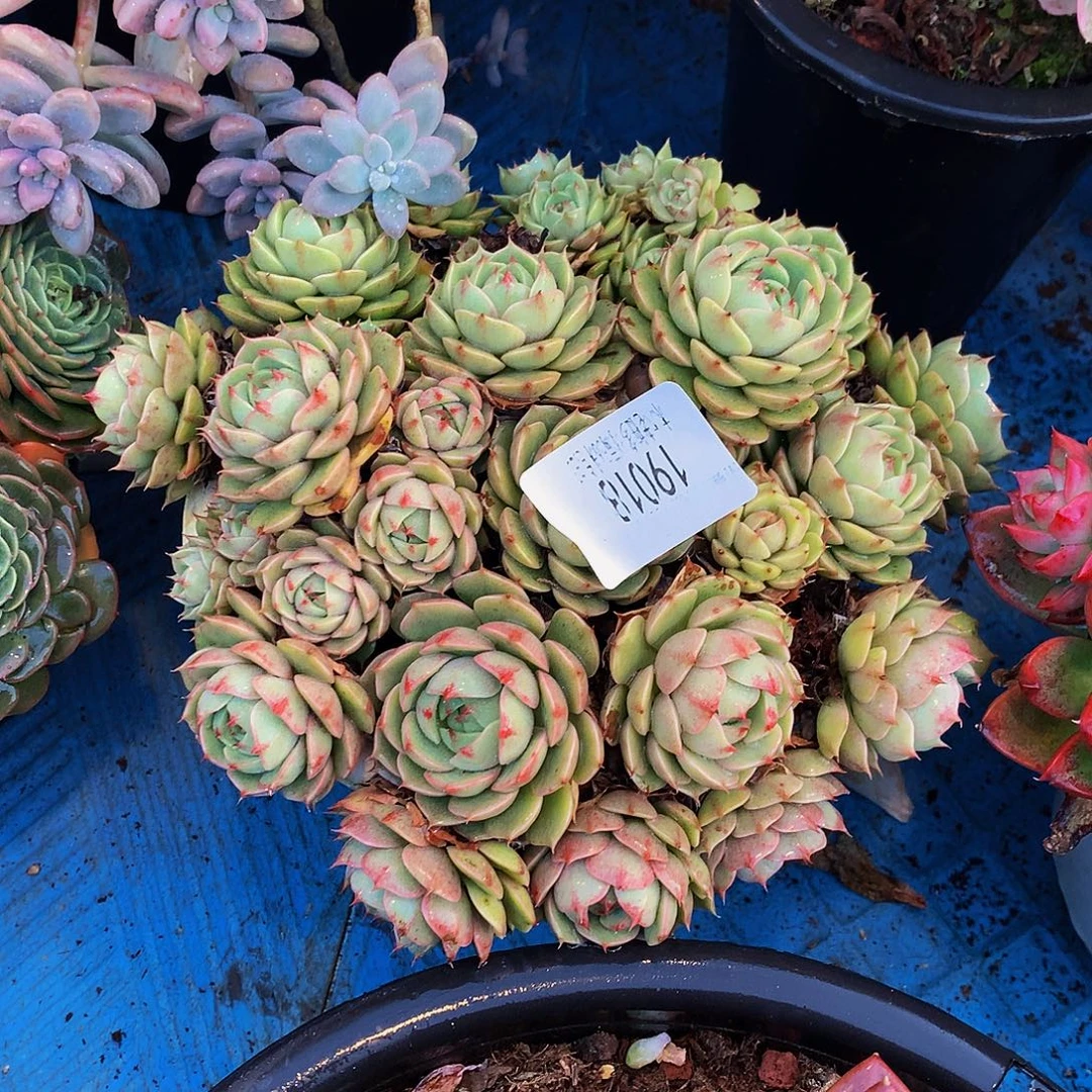 勇***气   笨巴蒂斯多肉19018