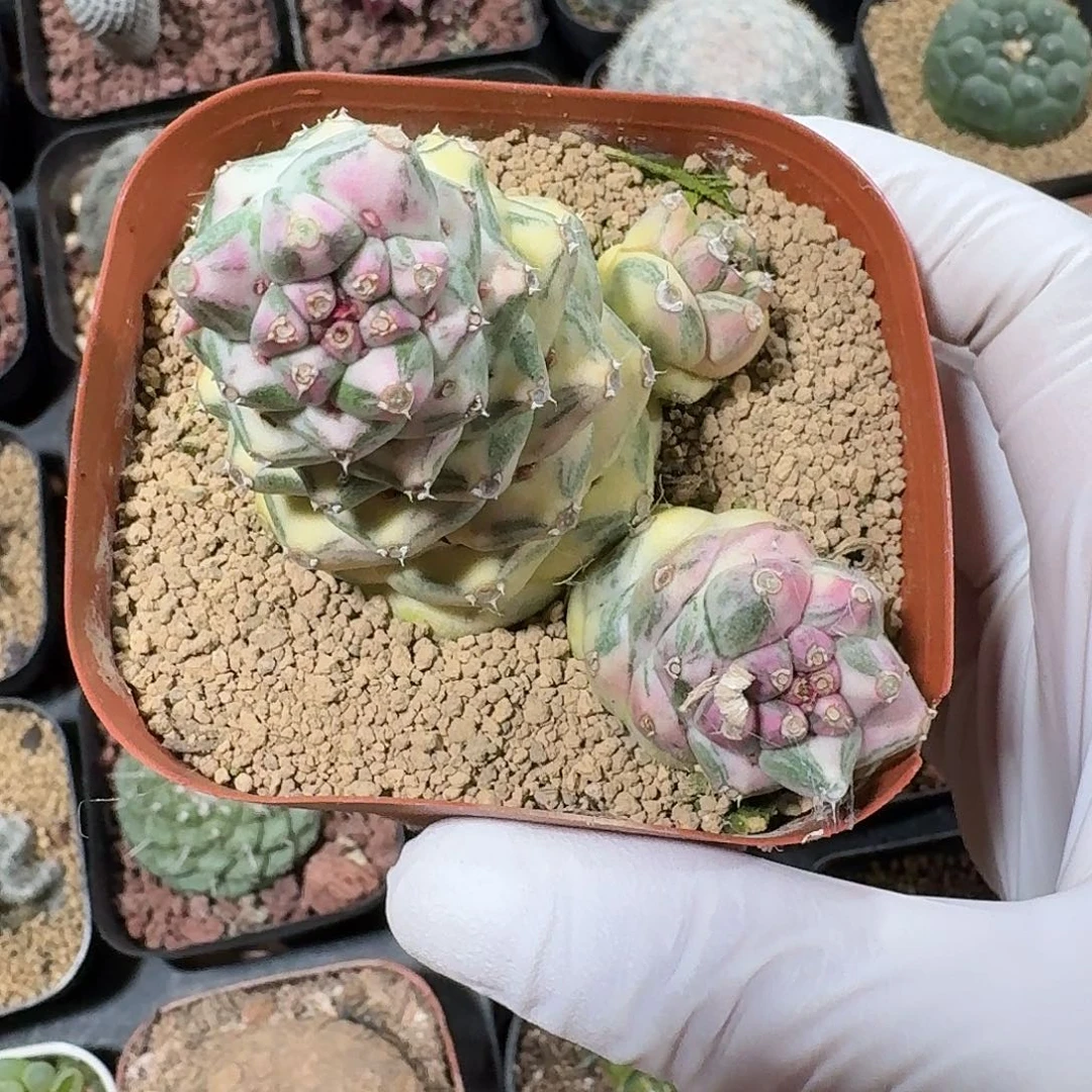 将军阁锦仙人球123