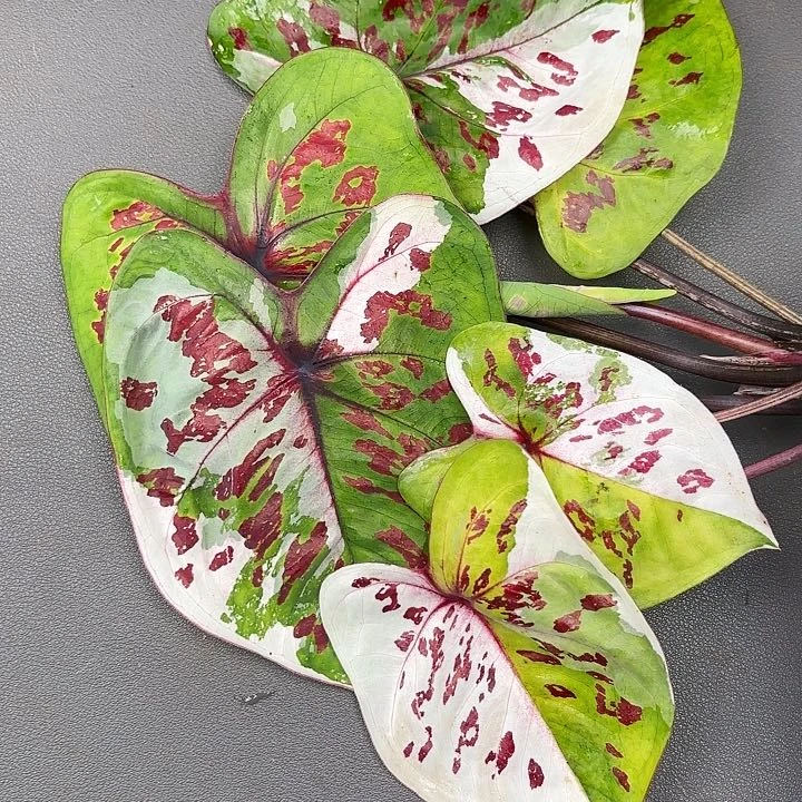 85-0622变异魔现货多肉
