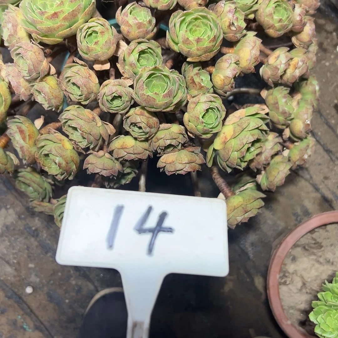 多肉植物万圣节法师14
