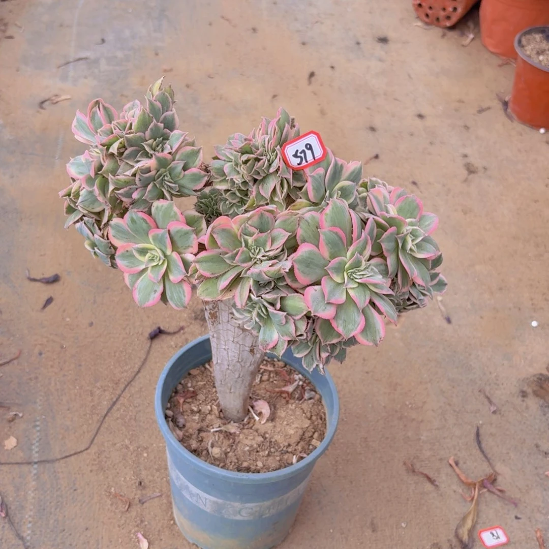 灿烂缀化579多肉植物一物一拍