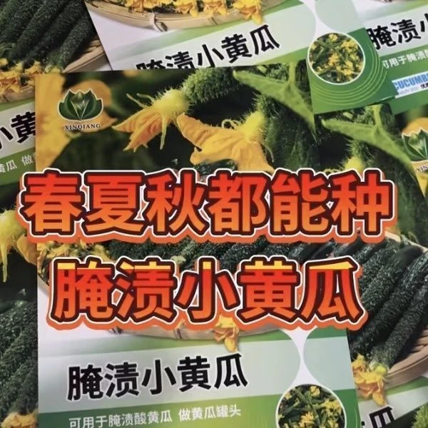 腌渍小黄瓜种子春秋种酱青瓜腌制咸菜泡菜40多天采收50左右粒一袋