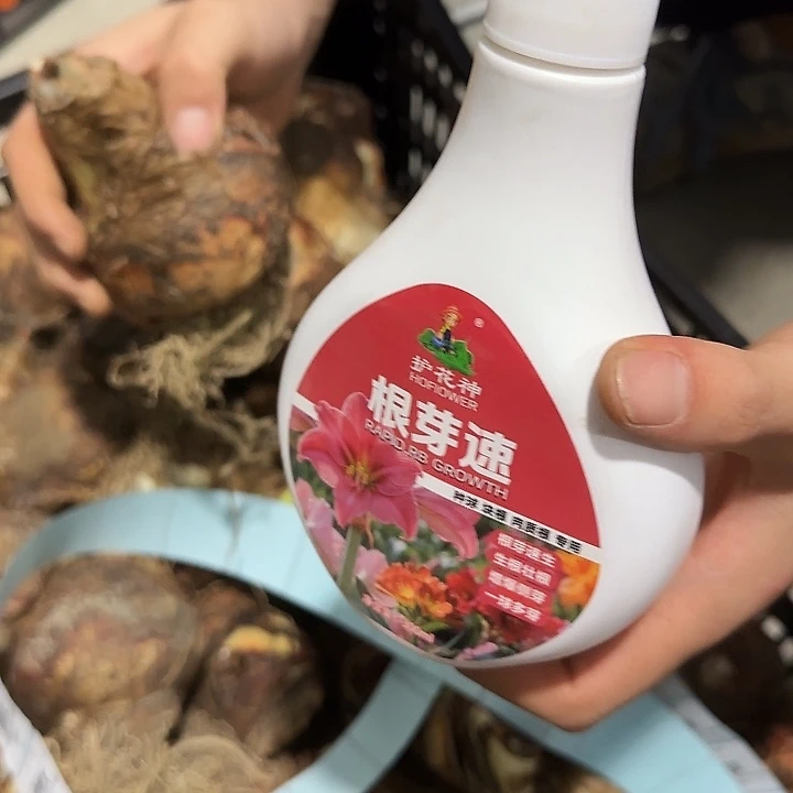 根芽速福利福利艺晓