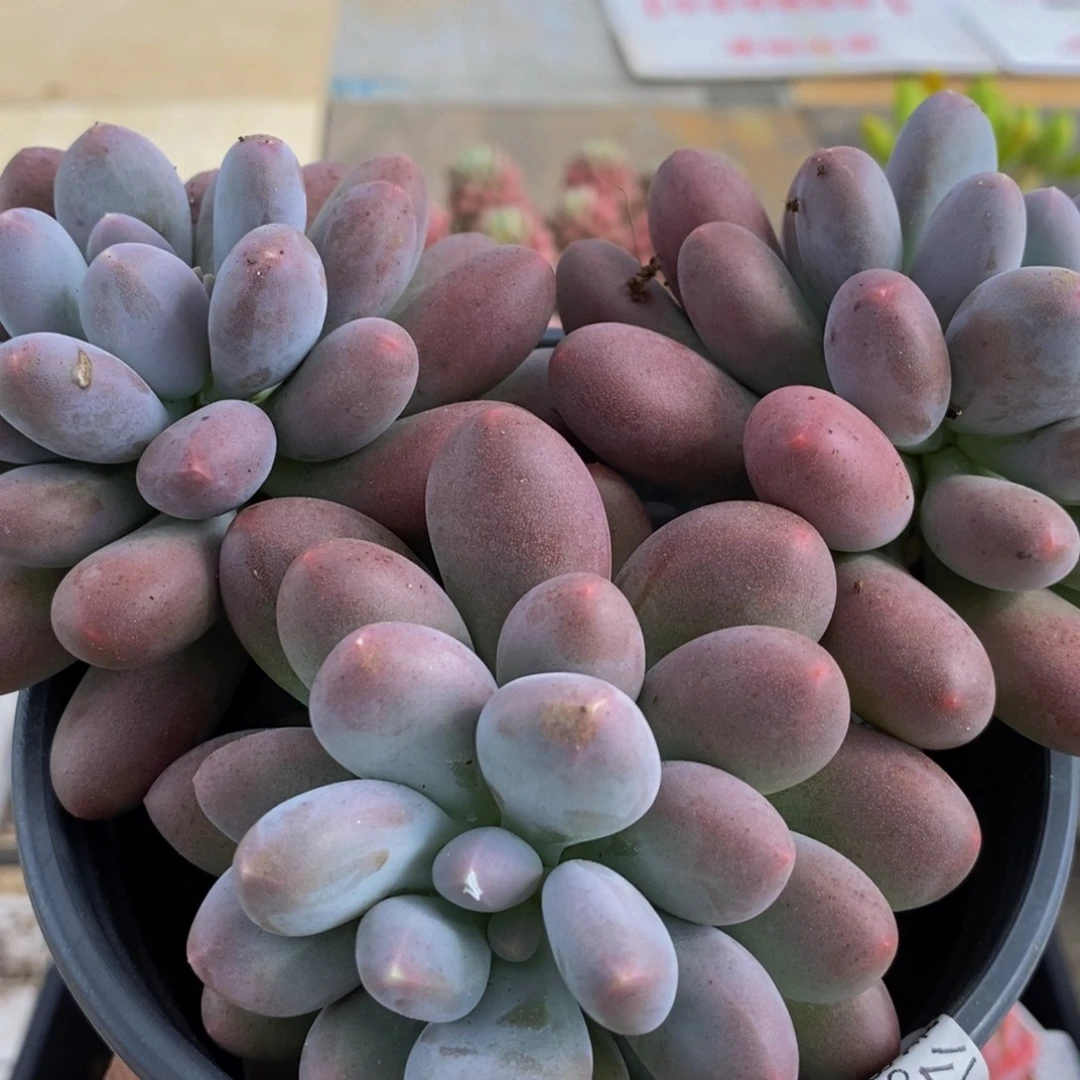 846蛋黄奶16cm多肉