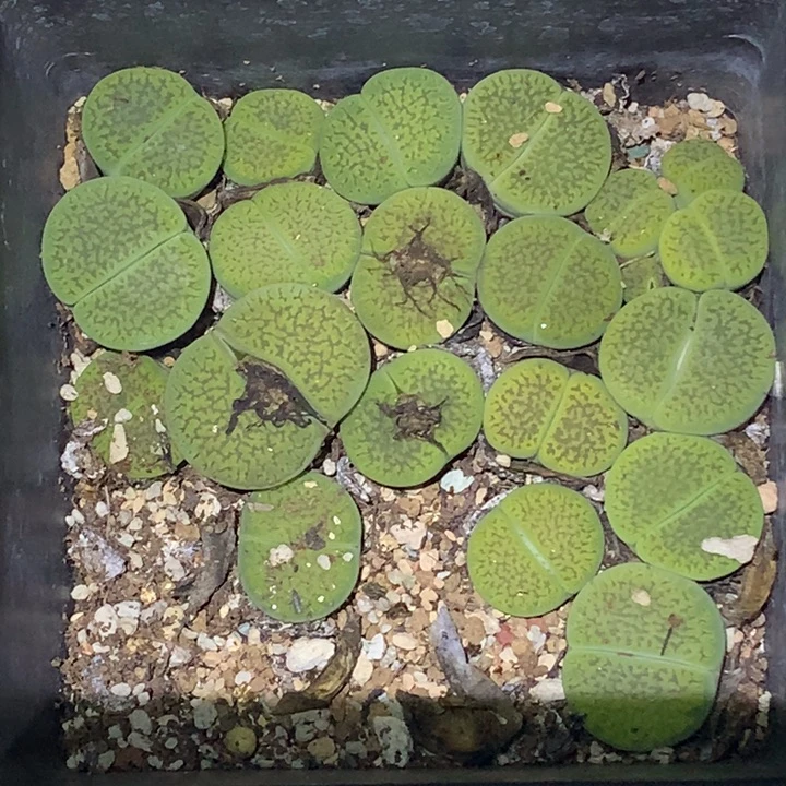 精品多肉有一颗4头