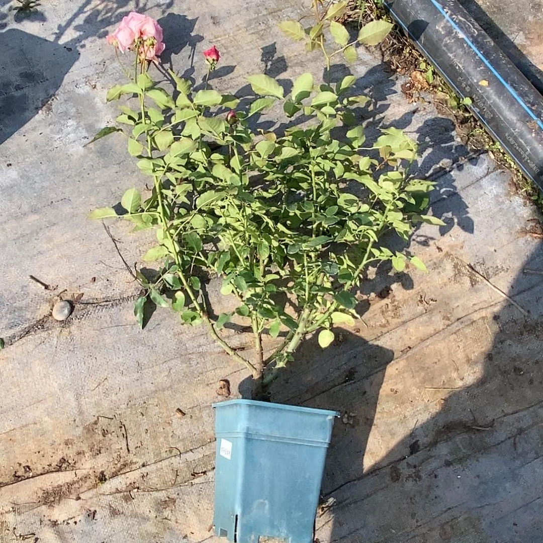无花朵N****T一加仑根接新浅樱桃