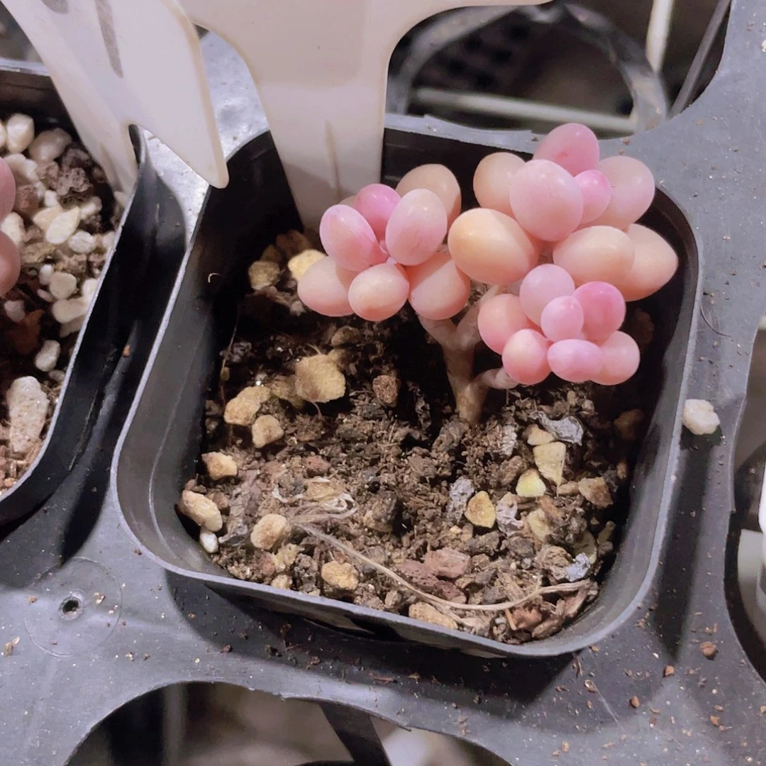 `****多水光针桃蛋a005一物一拍