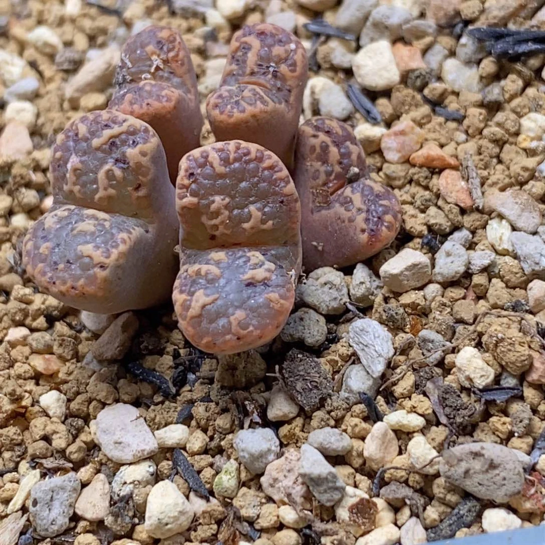 1443.25泡泡勋章1443.25泡泡勋章