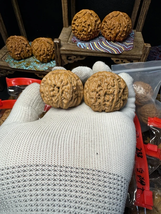 全品无修山西老树白狮子