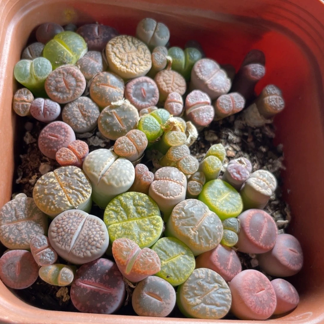 混合风铃生石花大半盆随机发