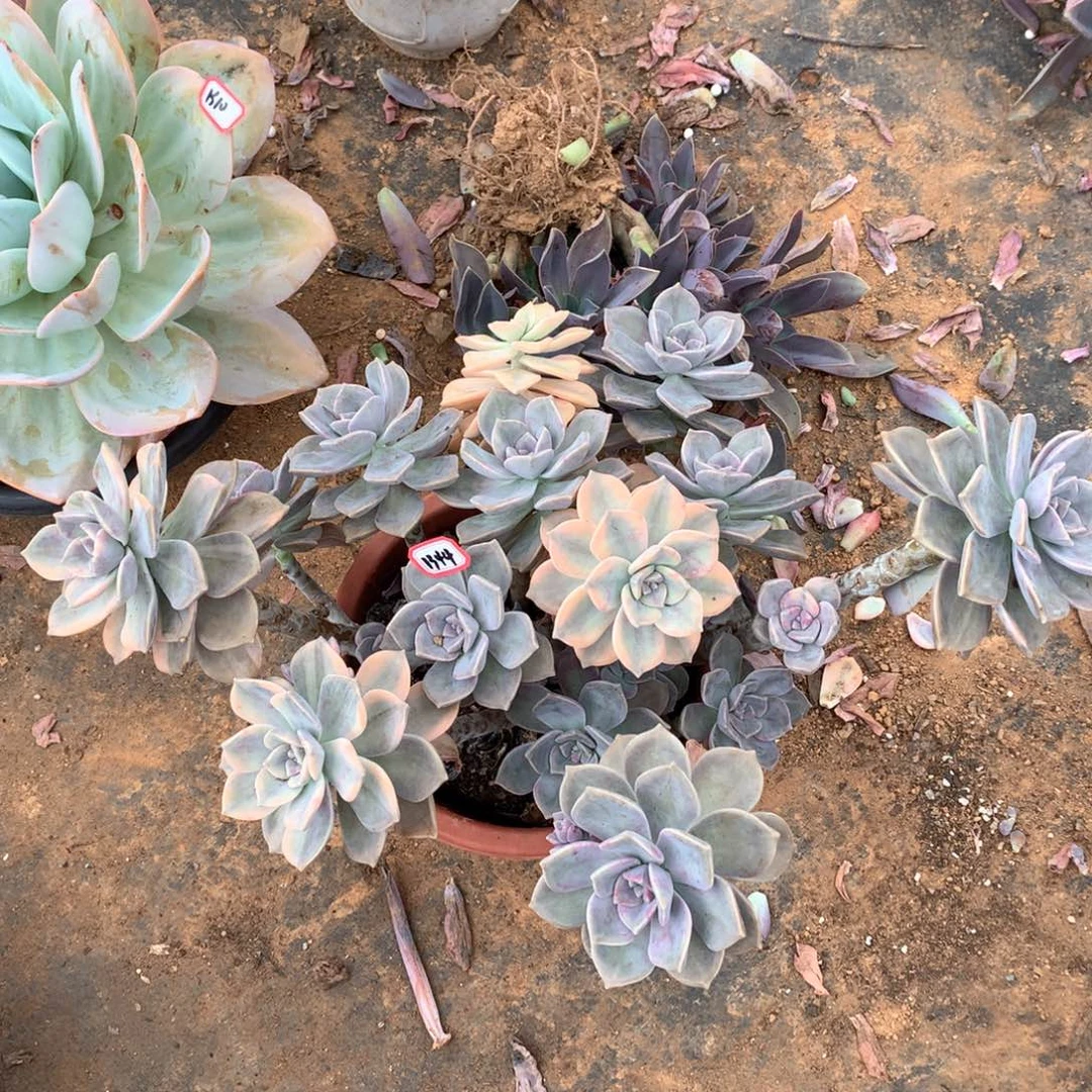 紫乐锦1334晓晓一物一拍