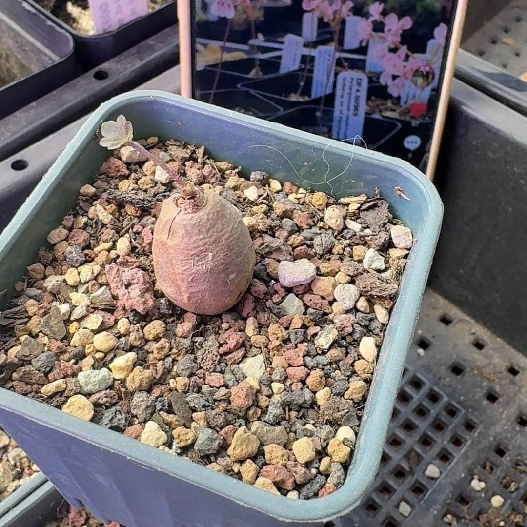 肾叶洋葵带6cm盆发货