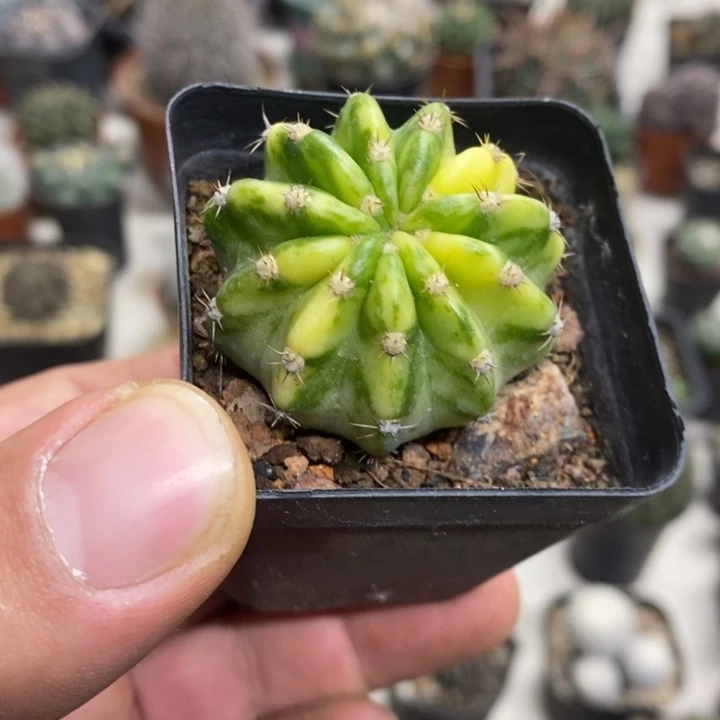 大豪丸锦特价福利