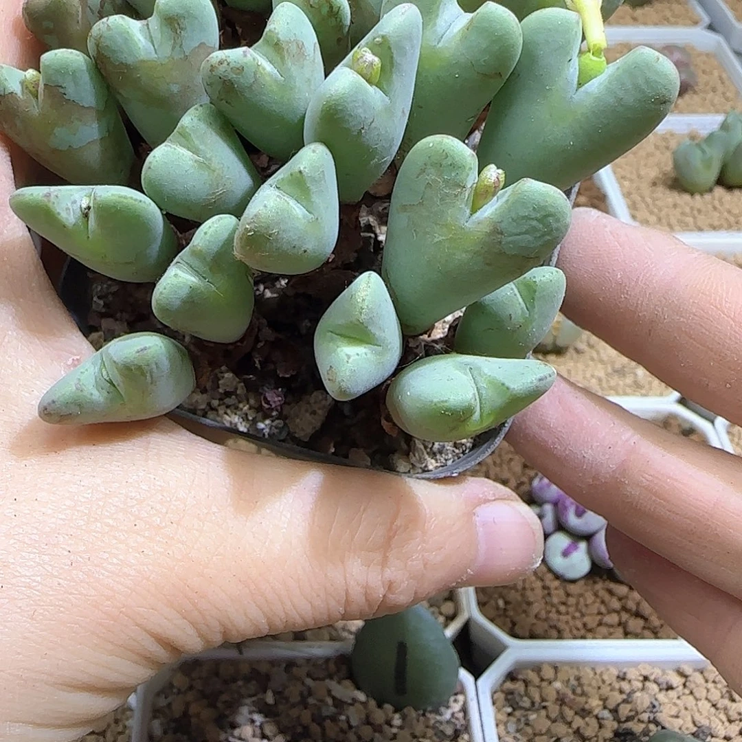 可***以哈哈哈哈哈哈哈哈哈53386