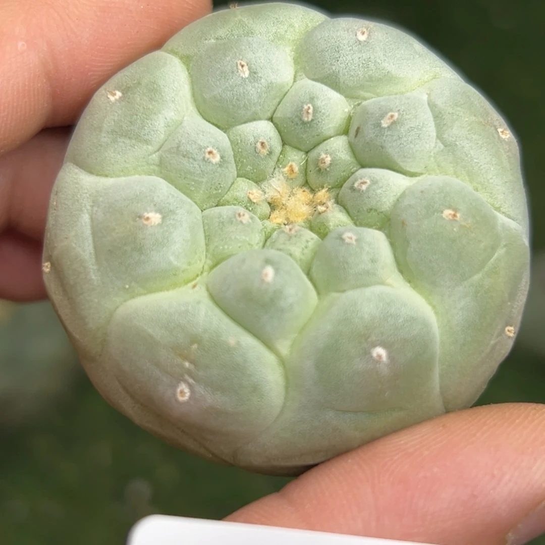384  仙人球的牡丹
