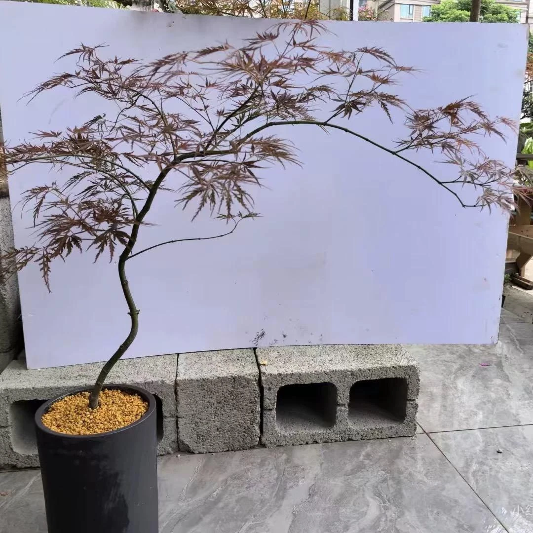 【外山羽毛】 鸡爪戚造型红枫盆景   流泉枫盆栽  室内外绿植