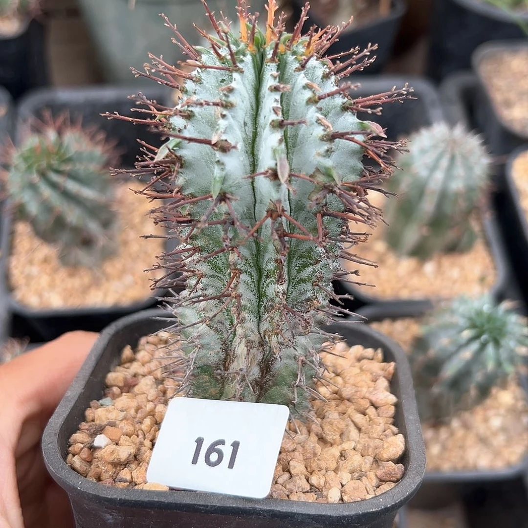 白衣魁伟玉，大戟科，