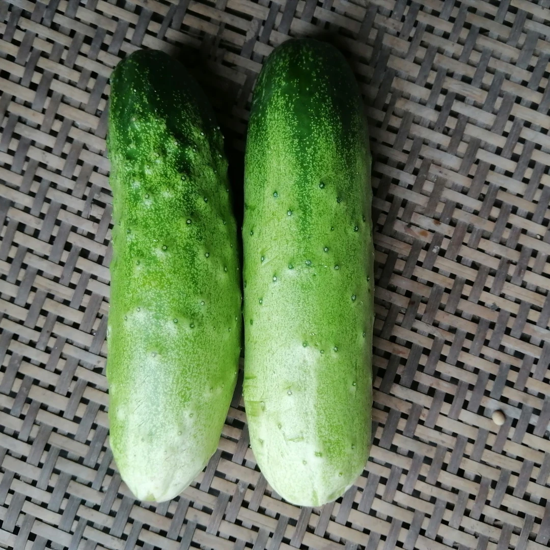 正宗农家肥种露天蔬菜水果黄瓜新鲜即食低脂肪现摘现发