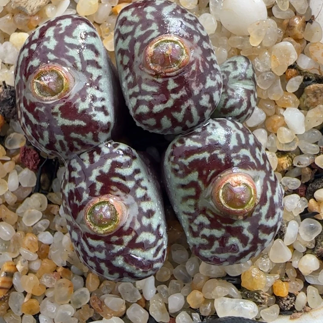 多肉植物虎皮超墨母本104号