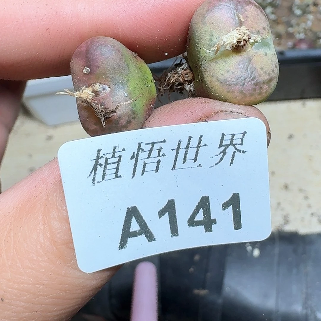 141盒多肉植物哇f c g