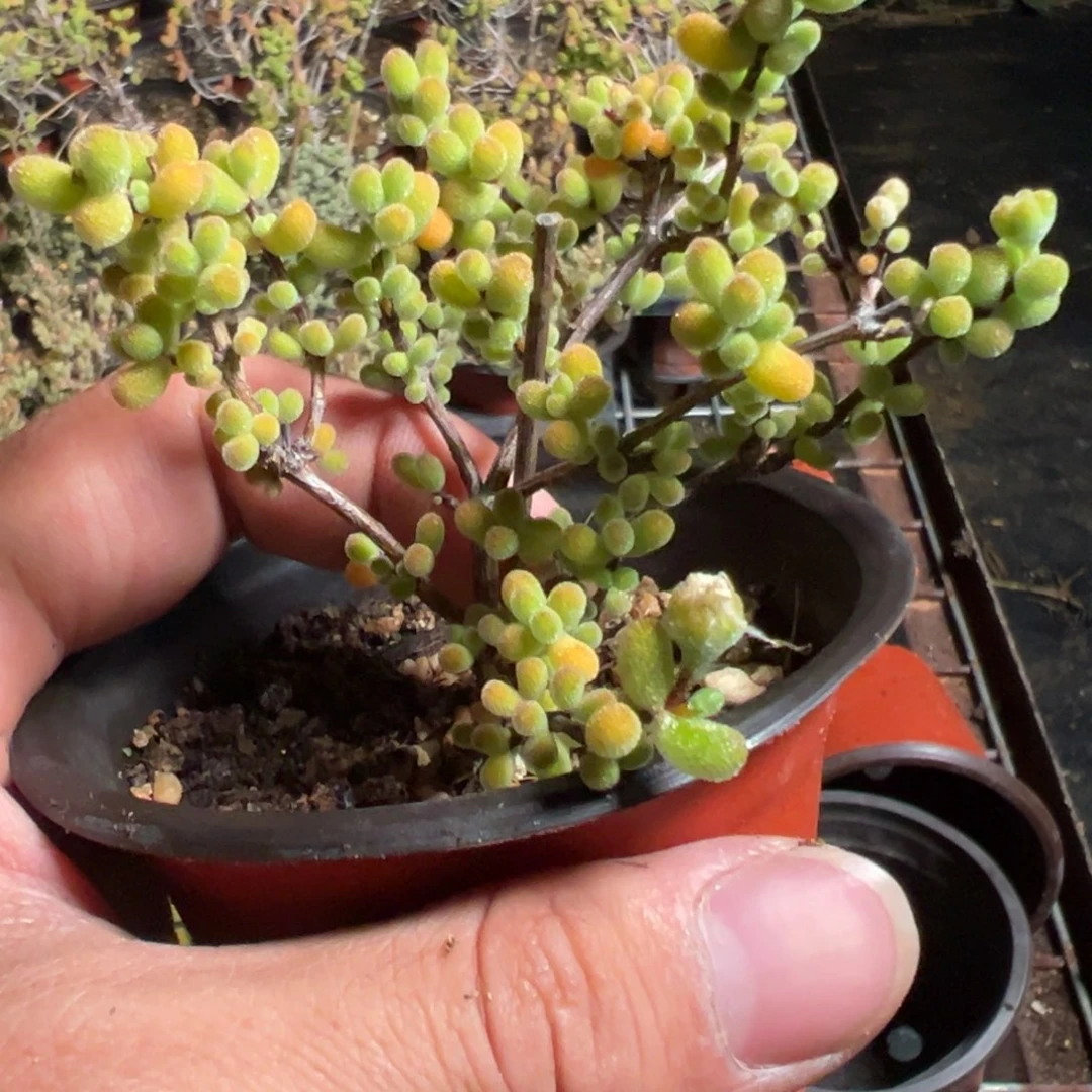 翡翠90杯老桩福利