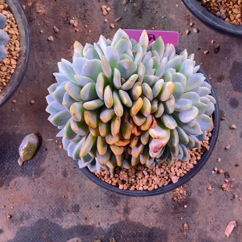 【闪购商品】㒳1111111