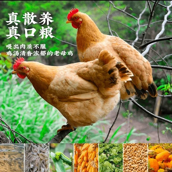 【2年多母鸡】农家散养母鸡