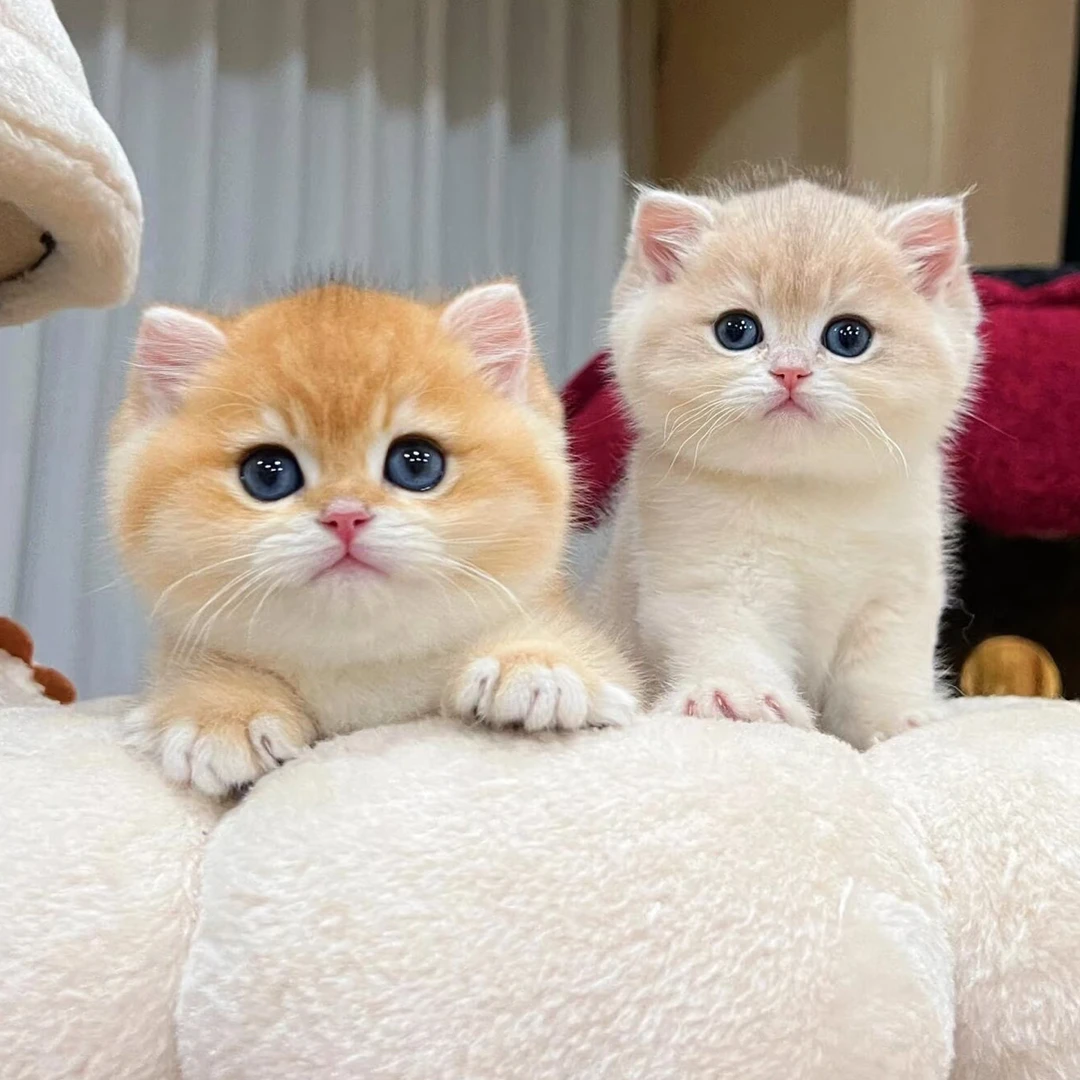 全品种猫  （包健康包售后）疫苗驱虫已做