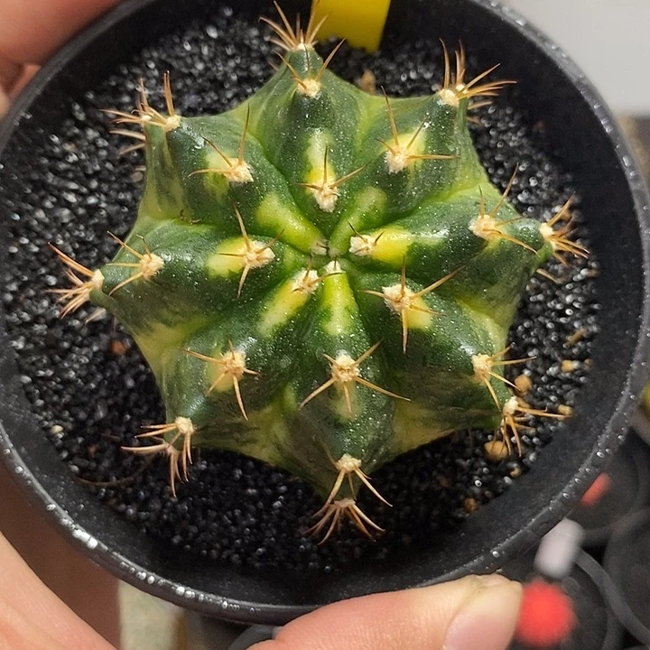 泰系全品米哈——元旦福利42